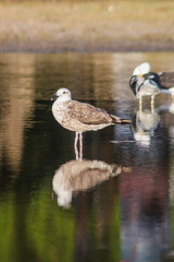 seagulls in a small lake in Rio de Janeiro, Brazil.