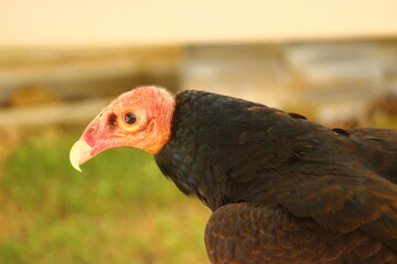 ピンクの頭のヒメコンドル