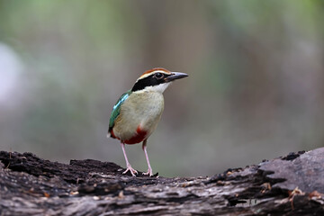 Beautiful colorful bird, Fairy Pitta (Pitta nympha) closeup, bird in nature.