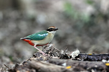 Beautiful colorful bird, Fairy Pitta (Pitta nympha) closeup, bird in nature.