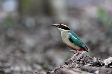 Beautiful colorful bird, Fairy Pitta (Pitta nympha) closeup, bird in nature.