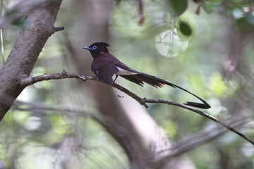 Japanese Heavenly Flies. This photo was taken in a mangrove forest in Thailand.
