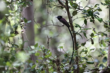 Japanese Heavenly Flies. This photo was taken in a mangrove forest in Thailand.