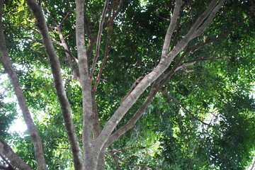 tree in the forest