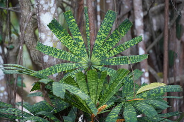close up of fern leaf