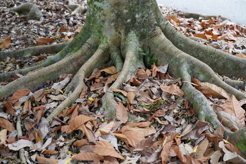 roots of a tree