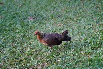 hen on the grass
