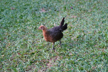hen on the grass