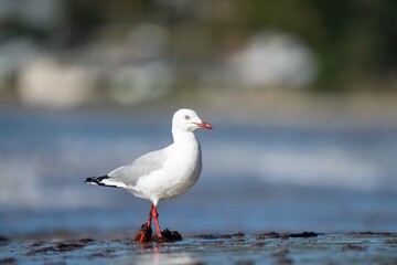 sea birds on the beach in hobart, tasmania, australia