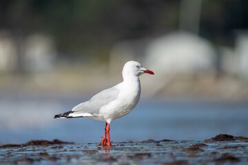 sea birds on the beach in hobart, tasmania, australia