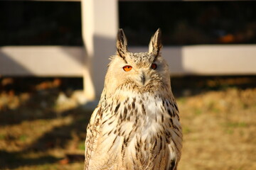 夕陽に照らされたシベリアワシミミズク