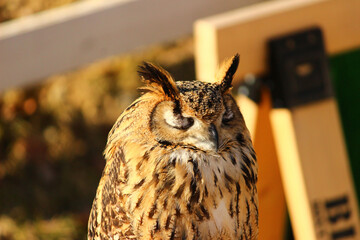 目を閉じて寝ているベンガルワシミミズク