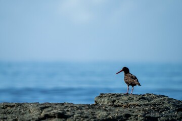 sea birds on the beach in hobart, tasmania, australia