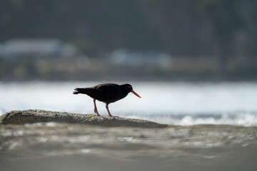 sea birds on the beach in hobart, tasmania, australia