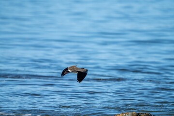 sea birds on the beach in hobart, tasmania, australia