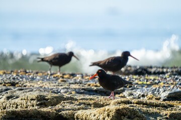 sea birds on the beach in hobart, tasmania, australia