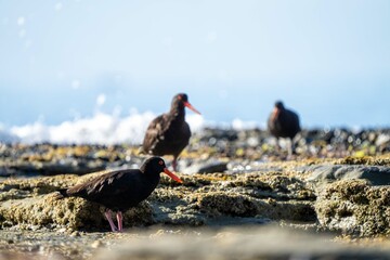 sea birds on the beach in hobart, tasmania, australia