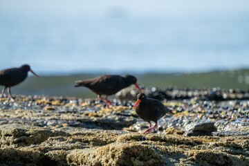 sea birds on the beach in hobart, tasmania, australia