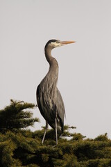 One Great Blue Heron sitting on top of an evergreen tree