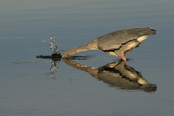 A Great Blue Heron hunting in water with a splash and reflection