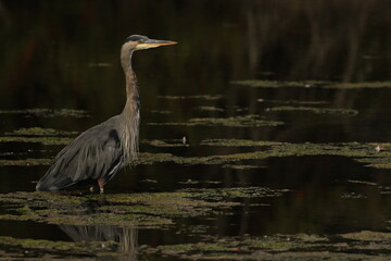 One Great Blue Heron standing in shallow water with algae and reflection