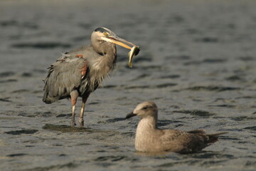 Great Blue Heron in water with a fish in its beak and a seagull
