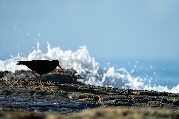 oystercatchers on the rocks at a beach in australia 
