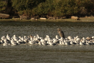 Fototapeta premium One Great Blue Heron standing in water with a flock of seagulls