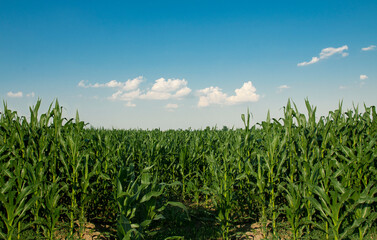 Beautiful plants of corn against blue sky background 