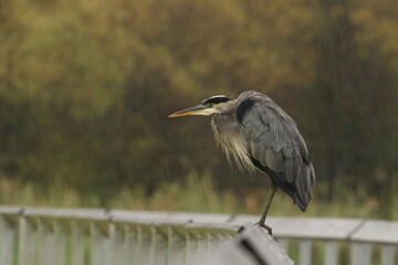 One Great Blue Heron standing on a handrail in the rain