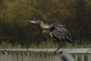 One Great Blue Heron standing on a handrail in the rain