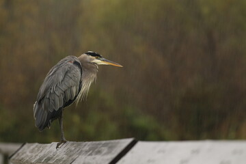 One Great Blue Heron standing on a handrail in the rain