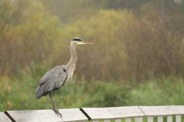 One Great Blue Heron standing on a handrail in the rain