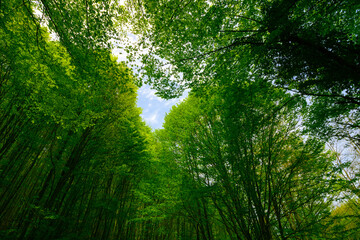 Fototapeta na wymiar Carbon neutral or carbon net-zero concept background photo. Lush forest