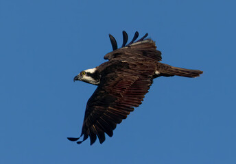 Osprey in Flight