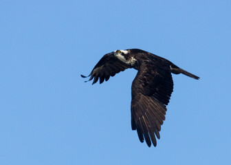 Osprey in Flight