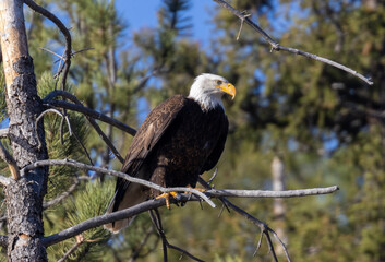 Bald Eagle in Eleven Mile Canyon