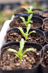 クリサンセマムのポット苗