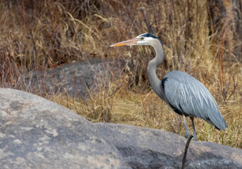 Fototapeta premium Great Blue Heron