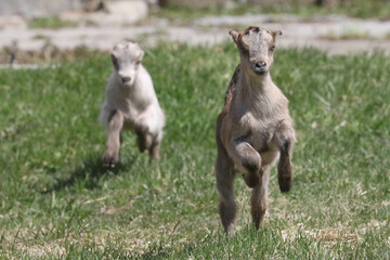 La Mancha baby goats playing in a spring pasture. They are very small ear flaps and are mulitcoloured