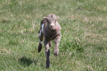 La Mancha baby goats playing in a spring pasture. They are very small ear flaps and are mulitcoloured