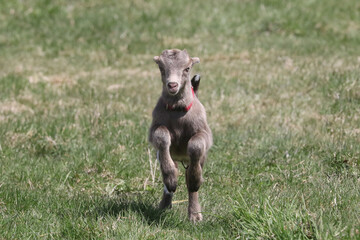 La Mancha baby goats playing in a spring pasture. They are very small ear flaps and are mulitcoloured