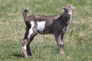 La Mancha baby goats playing in a spring pasture. They are very small ear flaps and are mulitcoloured
