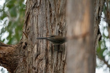 The New Holland Honeyeater common on the southern coasts of Australia, and in tasmania