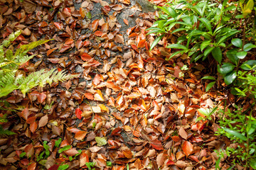 クスノキの落葉