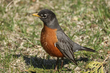 Robins in spring on lawn growing grass, and some are pulling up worms and eating them
