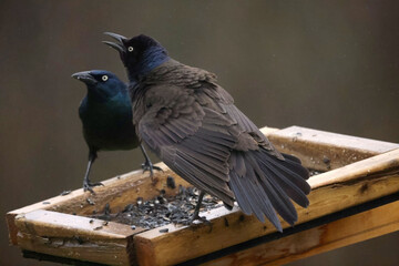 Common Grackles fighting over birdseed on overcast spring day or flying off feeder