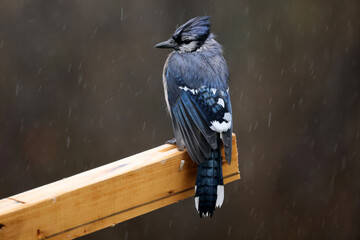 Blue Jay around feeder on soaking wet spring rainy day