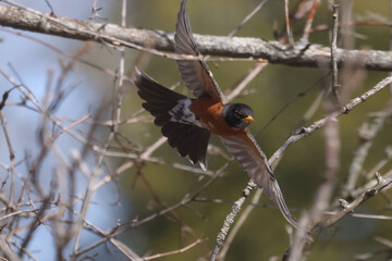 Robin in spring taking off or eating worm