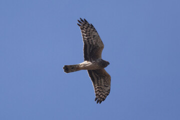 Harrier Hawk in flight over fields in spring sunshine